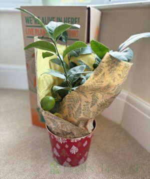 Lemon Meyer Bush gift wrapped