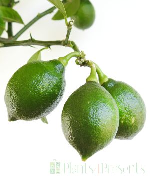 Large Lemon Meyer        