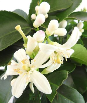 Spring flowers and buds on Large Lemon Meyer 