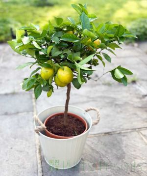 Large Lemon Meyer