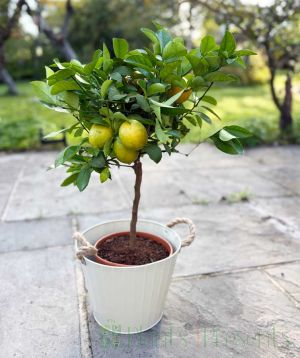 Large Lemon Meyer        