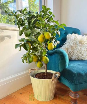 Sicilian Lemon 'Carrubaro'