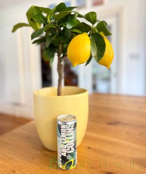Lemon Tree Cocktail Gift