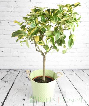 Variegated lemon tree