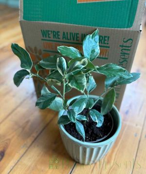 Variegated lemon and box
