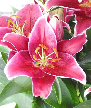 Asiatic Lily Close Up