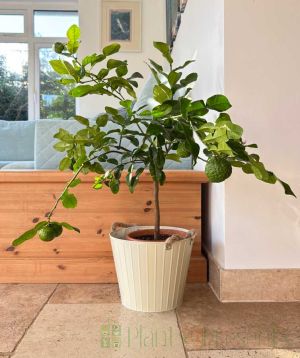 Large Kaffir Lime