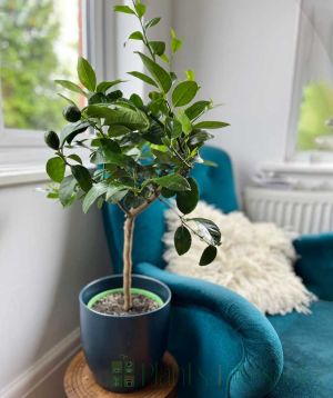 Lime Ministem