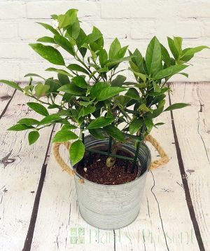 Limequat trellis