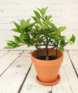 Limequat trellis late June 2025