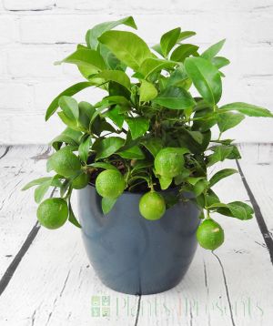 Red lime with young green fruit