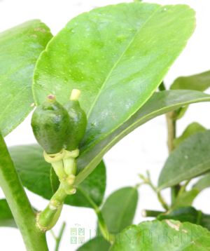 Tahiti lime ministem in seagrass basket