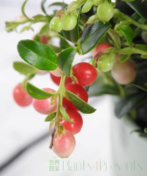 Ripening Lingonberries