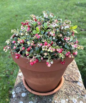 Ripening Lingonberries
