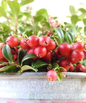 Closeup of Lingonberries