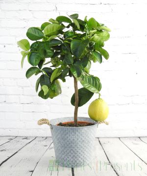 Lemon Lipo with large ripening fruits