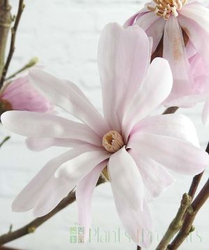 Spring stellata flower