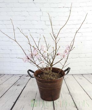 Magnolia stellata in flower