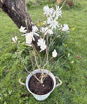 Magnolia Stellata