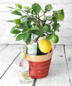 Mini lemon and gin gift set