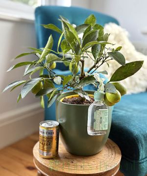 Mini Lemon and Gin Gift Set