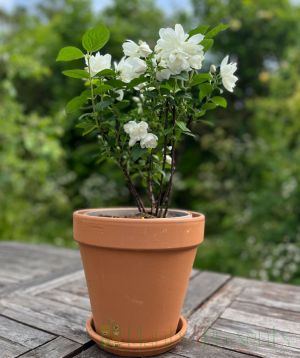 Mock Orange Patio Table