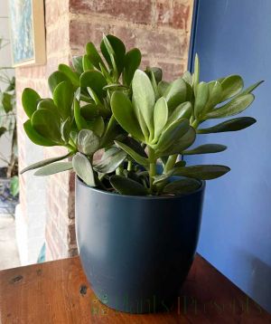 Money Plant 2025