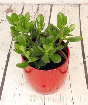 Money Plant