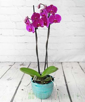 Bright Pink Orchid in teal ceramic pot