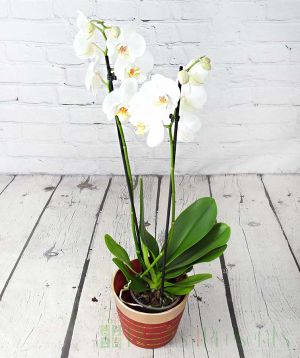 White moth orchid