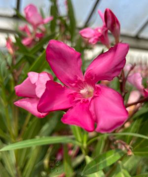 Pink Oleander 