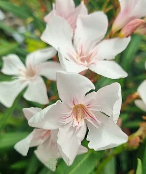 White with a hint of pale pink