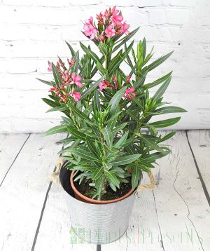 Oleander                 