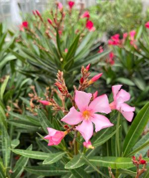 Oleander                 