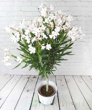 Oleander Topiary
