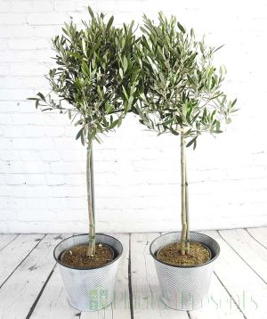 Pair of large olive trees