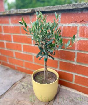 Patio Olive Tree