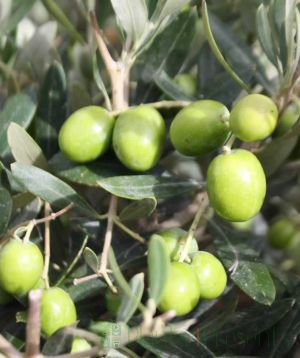 Ripe Olives