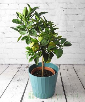 Blood Orange in Teal recycled Pot