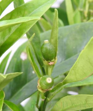 Embryonic orange fruits