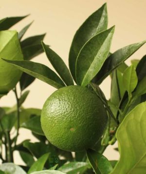 Young Seville Orange