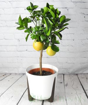 Large orange tree and small green fruit