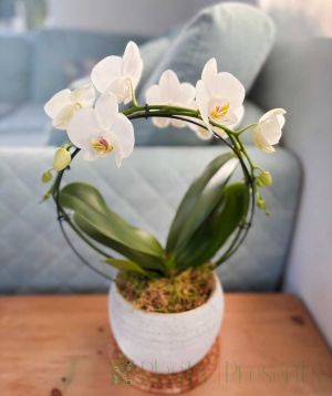 Orchid Hoop Christmas 2025