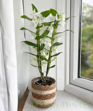 White Spray Orchid