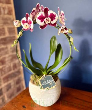 orchid hoop patterned