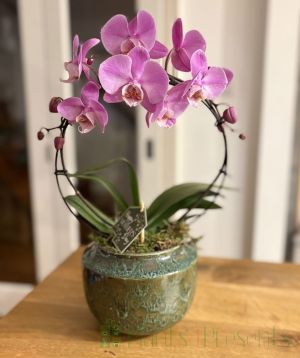 Mother's Day Orchid Gift