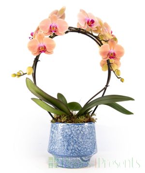 Orchid hoop