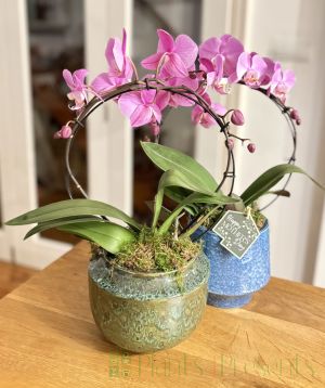 Orchid Hoop Christmas 2025