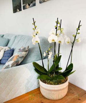 Large Planted Arrangement of Phalaenopsis orchids