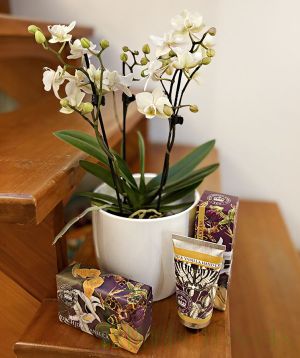 Orchid Pamper Set